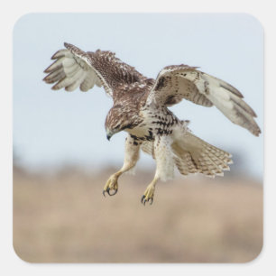 Immature Red Tailed Hawk Hovering Square Sticker