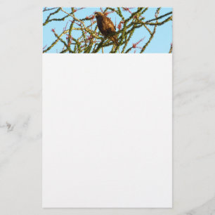 Immature Red-Tailed Hawk in Ocotillo Bush Stationery
