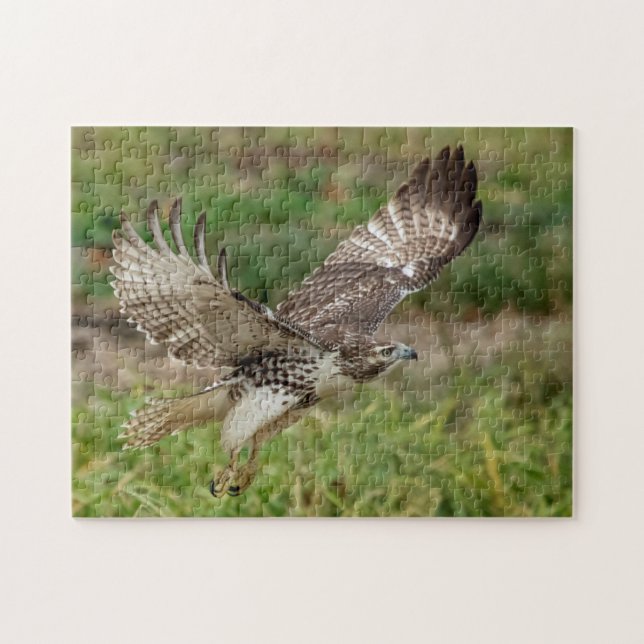 Immature Red Tailed Hawk Jigsaw Puzzle (Horizontal)