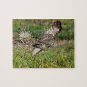 Immature Red Tailed Hawk Jigsaw Puzzle