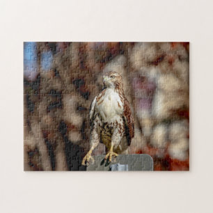 Immature Red Tailed Hawk Jigsaw Puzzle