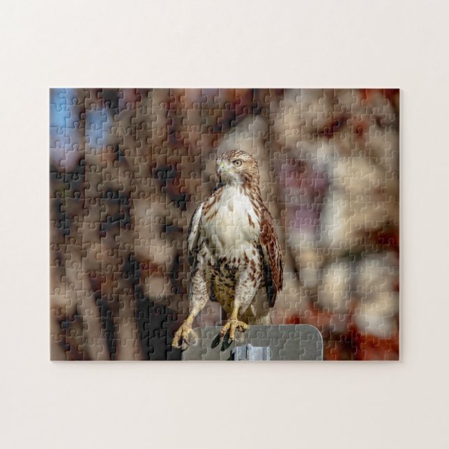 Immature Red Tailed Hawk Jigsaw Puzzle (Horizontal)