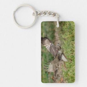 Immature Red Tailed Hawk Key Ring