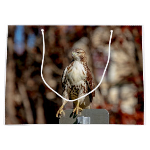 Immature Red Tailed Hawk Large Gift Bag