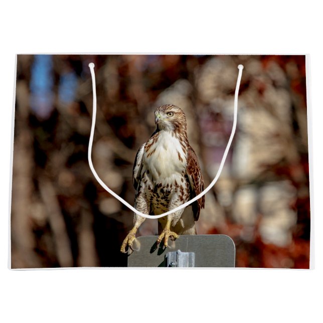 Immature Red Tailed Hawk Large Gift Bag (Front)