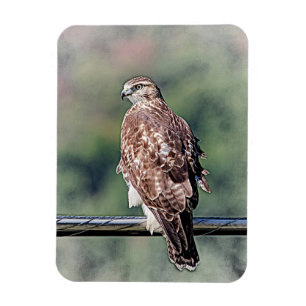 Immature Red Tailed Hawk Magnet