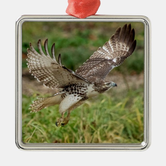 Immature Red Tailed Hawk Metal Tree Decoration (Front)