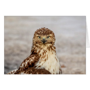 Immature Red-Tailed Hawk on the ground