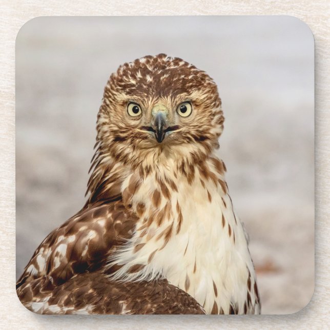 Immature Red-Tailed Hawk on the ground Coaster (Front)