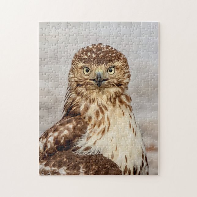 Immature Red-Tailed Hawk on the ground Jigsaw Puzzle (Vertical)