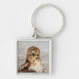 Immature Red-Tailed Hawk on the ground Key Ring