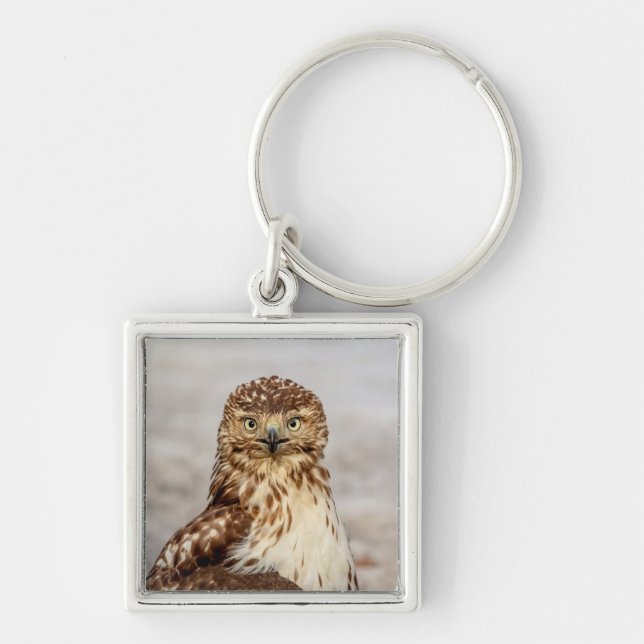 Immature Red-Tailed Hawk on the ground Key Ring (Front)