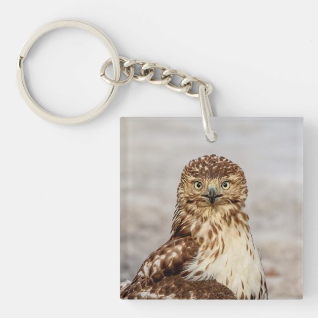 Immature Red-Tailed Hawk on the ground Key Ring (Front)