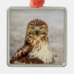 Immature Red-Tailed Hawk on the ground Metal Tree Decoration
