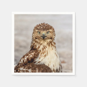 Immature Red-Tailed Hawk on the ground Napkin