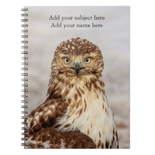 Immature Red-Tailed Hawk on the ground Notebook