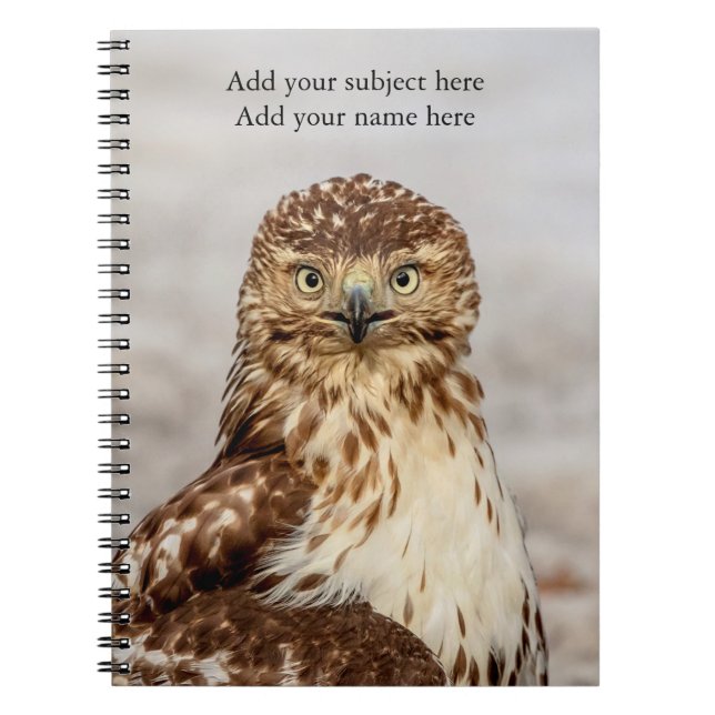Immature Red-Tailed Hawk on the ground Notebook (Front)