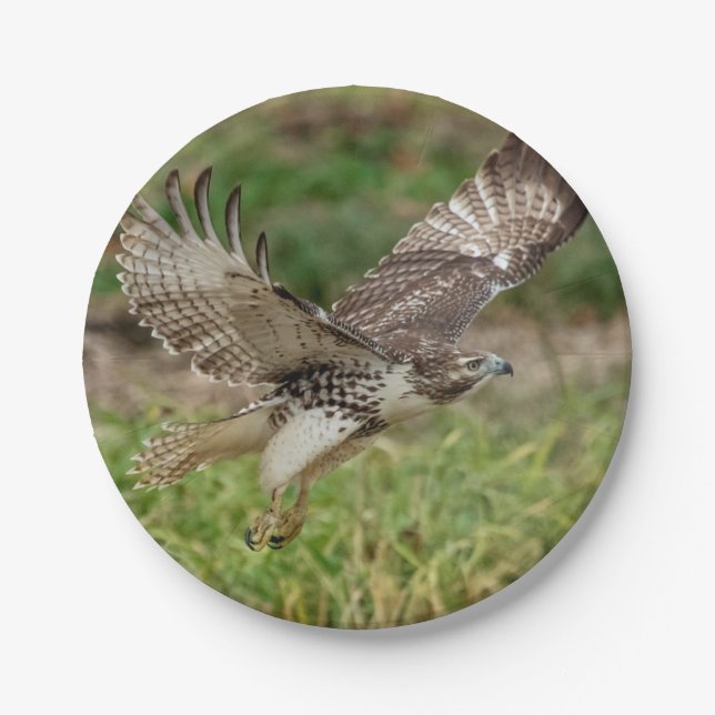 Immature Red Tailed Hawk Paper Plate (Front)