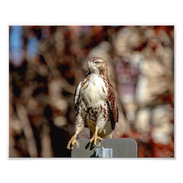 Immature Red Tailed Hawk Photo Print (Front)