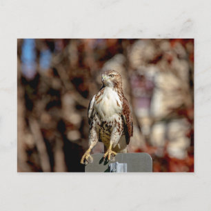 Immature Red Tailed Hawk Postcard