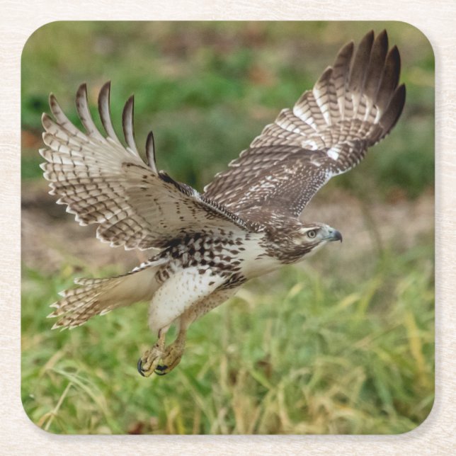 Immature Red Tailed Hawk Square Paper Coaster (Front)