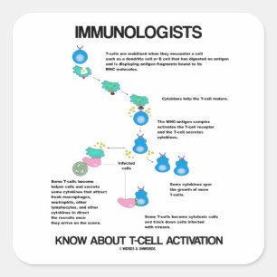 Immunologists Know About T-Cell Activation Square Sticker