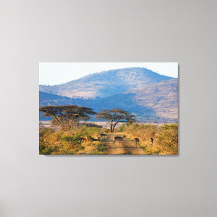Impala (Aepyceros Melampus), Hluhluwe-Umfolozi Canvas Print