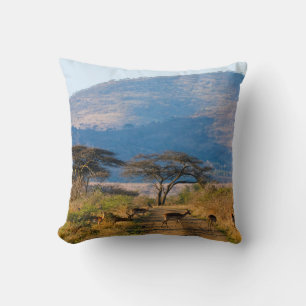 Impala (Aepyceros Melampus), Hluhluwe-Umfolozi Cushion