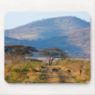 Impala (Aepyceros Melampus), Hluhluwe-Umfolozi Mouse Mat