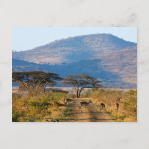 Impala (Aepyceros Melampus), Hluhluwe-Umfolozi Postcard