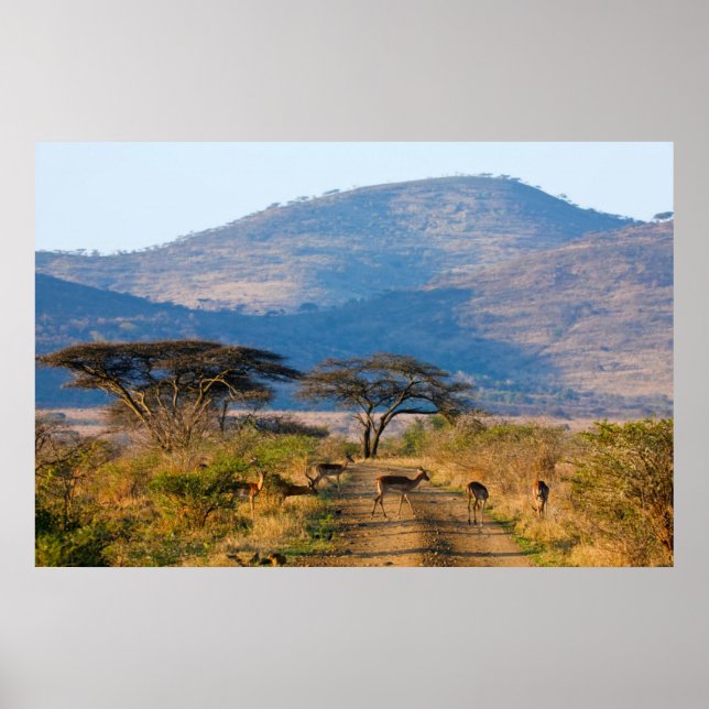 Impala (Aepyceros Melampus), Hluhluwe-Umfolozi Poster (Front)