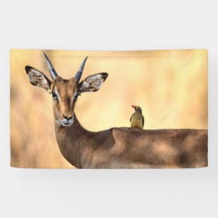 Impala and Oxpecker Bird in Africa Banner