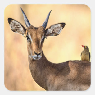 Impala and Oxpecker Bird in Africa Square Sticker