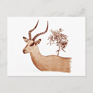 Impala Antelope Animal Wildlife Drawing Sketch Postcard