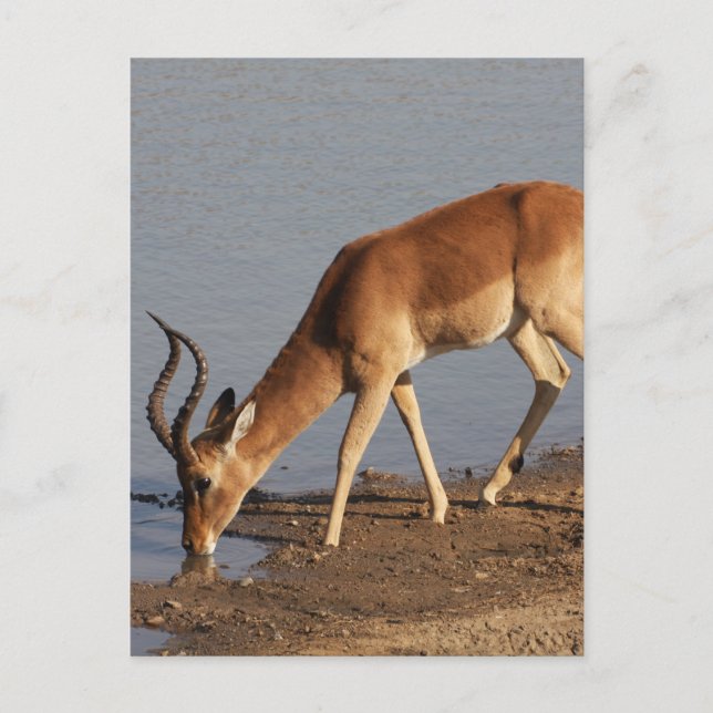 Impala antelope drinking at the waterhole photo holiday postcard (Front)
