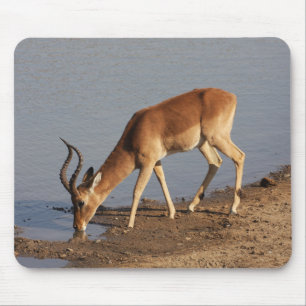 Impala antelope drinking at the waterhole photo mouse mat