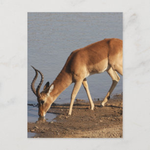 Impala drinking at the waterhole holiday postcard