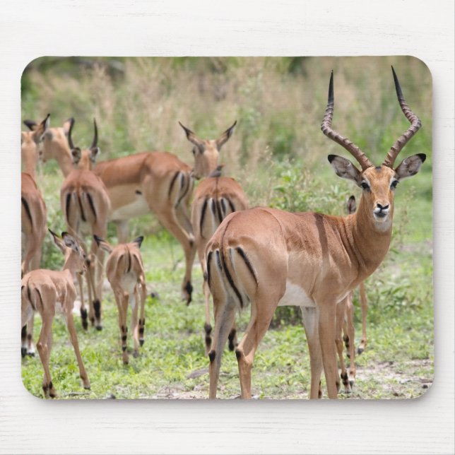 Impala In The Okavango Delta Mouse Mat (Front)