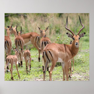 Impala In The Okavango Delta Poster