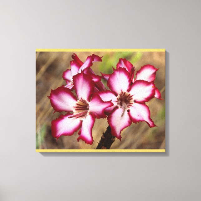 Impala Lily (Adenium Multiflorum), Kruger Canvas Print (Front)