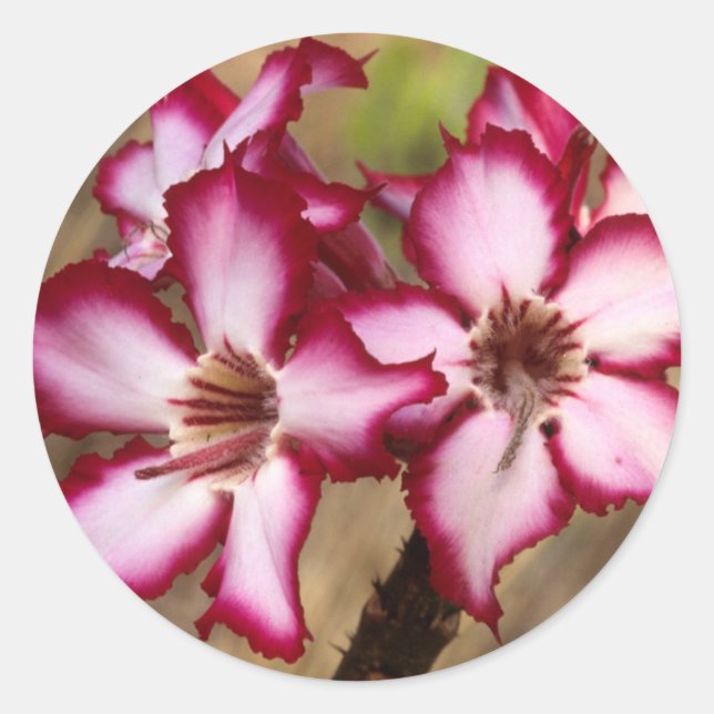 Impala Lily (Adenium Multiflorum), Kruger Classic Round Sticker (Front)
