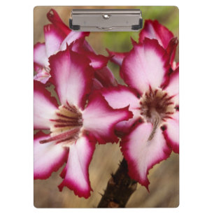 Impala Lily (Adenium Multiflorum), Kruger Clipboard