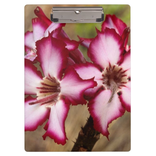 Impala Lily (Adenium Multiflorum), Kruger Clipboard (Front)