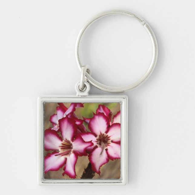 Impala Lily (Adenium Multiflorum), Kruger Key Ring (Front)