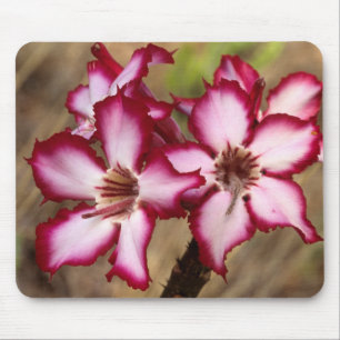 Impala Lily (Adenium Multiflorum), Kruger Mouse Mat