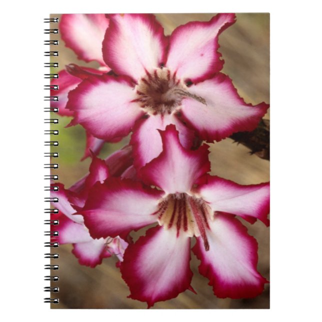 Impala Lily (Adenium Multiflorum), Kruger Notebook (Front)