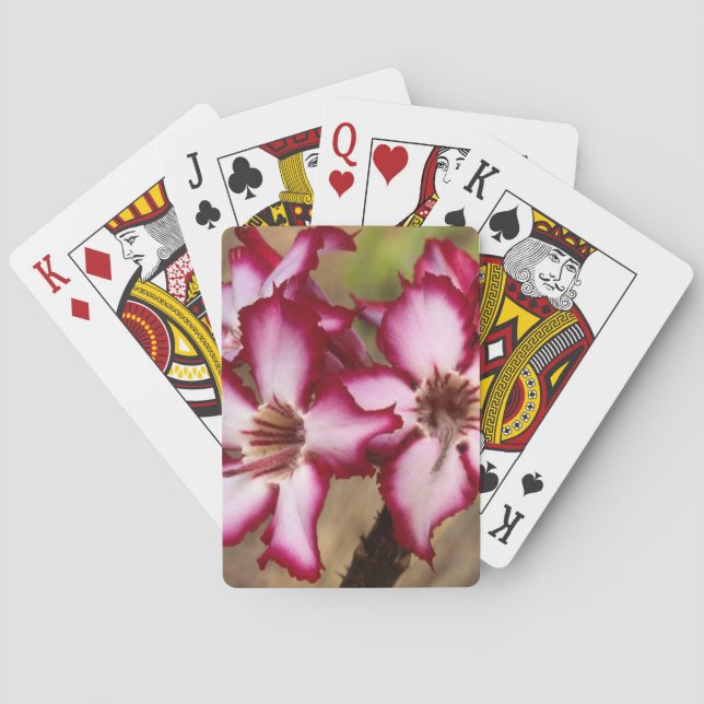 Impala Lily (Adenium Multiflorum), Kruger Playing Cards (Back)