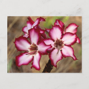 Impala Lily (Adenium Multiflorum), Kruger Postcard