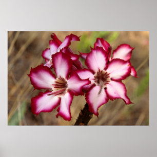 Impala Lily (Adenium Multiflorum), Kruger Poster