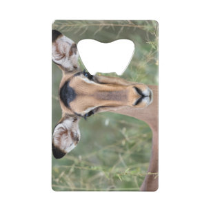Impala Portrait